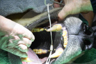 FEATURE - Eisbär beim Zahnarzt