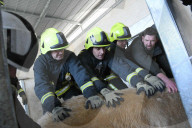 FEATURE - Eisbär beim Zahnarzt
