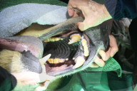 FEATURE - Eisbär beim Zahnarzt