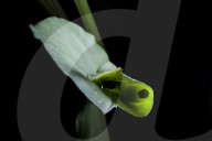 FEATURE - Eine Raupe verpuppt sich