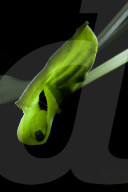 FEATURE - Eine Raupe verpuppt sich