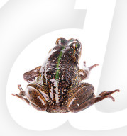 FEATURE - Amphibien ins recht Licht gerückt