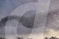 FEATURE - Vogelbilder am Himmel: Stare formieren sich in Dorset