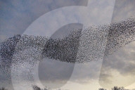 FEATURE - Vogelbilder am Himmel: Stare formieren sich in Dorset