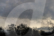 FEATURE - Vogelbilder am Himmel: Stare formieren sich in Dorset