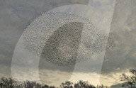FEATURE - Vogelbilder am Himmel: Stare formieren sich in Dorset