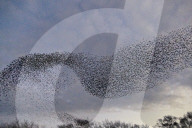 FEATURE - Vogelbilder am Himmel: Stare formieren sich in Dorset