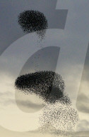 FEATURE - Vogelbilder am Himmel: Stare formieren sich in Dorset