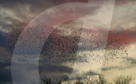 FEATURE - Vogelbilder am Himmel: Stare formieren sich in Dorset