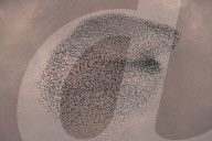 FEATURE - Vogelbilder am Himmel: Stare formieren sich in Dorset