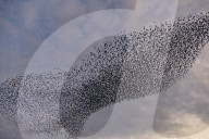 FEATURE - Vogelbilder am Himmel: Stare formieren sich in Dorset