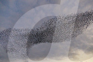 FEATURE - Vogelbilder am Himmel: Stare formieren sich in Dorset