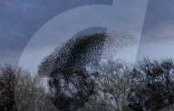FEATURE - Vogelbilder am Himmel: Stare formieren sich in Dorset