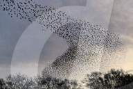 FEATURE - Vogelbilder am Himmel: Stare formieren sich in Dorset