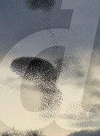 FEATURE - Vogelbilder am Himmel: Stare formieren sich in Dorset