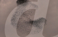 FEATURE - Vogelbilder am Himmel: Stare formieren sich in Dorset