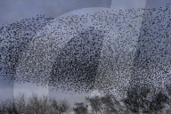 FEATURE - Vogelbilder am Himmel: Stare formieren sich in Dorset