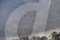 FEATURE - Vogelbilder am Himmel: Stare formieren sich in Dorset
