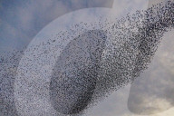 FEATURE - Vogelbilder am Himmel: Stare formieren sich in Dorset