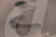 FEATURE - Vogelbilder am Himmel: Stare formieren sich in Dorset