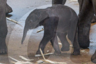 FEATURE - Elefantenbaby im Kölner Zoo