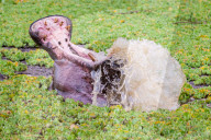 FEATURE - Flusspferde dümpeln im Pflanzenteppich