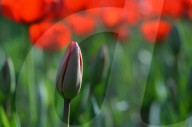 NEWS - Pakistan: Tulpenausstellung in Lahore