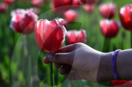 NEWS - Pakistan: Tulpenausstellung in Lahore