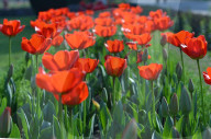 NEWS - Pakistan: Tulpenausstellung in Lahore