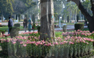 NEWS - Pakistan: Tulpenausstellung in Lahore