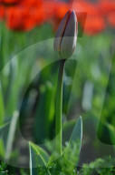 NEWS - Pakistan: Tulpenausstellung in Lahore