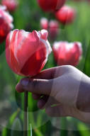 NEWS - Pakistan: Tulpenausstellung in Lahore