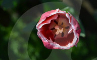 NEWS - Pakistan: Tulpenausstellung in Lahore