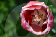 NEWS - Pakistan: Tulpenausstellung in Lahore