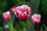 NEWS - Pakistan: Tulpenausstellung in Lahore
