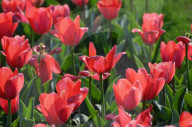 NEWS - Pakistan: Tulpenausstellung in Lahore