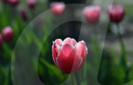 NEWS - Pakistan: Tulpenausstellung in Lahore