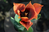 NEWS - Pakistan: Tulpenausstellung in Lahore