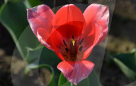 NEWS - Pakistan: Tulpenausstellung in Lahore