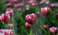 NEWS - Pakistan: Tulpenausstellung in Lahore