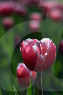 NEWS - Pakistan: Tulpenausstellung in Lahore