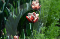 NEWS - Pakistan: Tulpenausstellung in Lahore