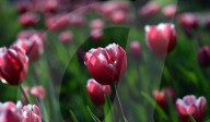 NEWS - Pakistan: Tulpenausstellung in Lahore