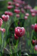 NEWS - Pakistan: Tulpenausstellung in Lahore
