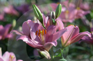 NEWS - Pakistan: Tulpenausstellung in Lahore