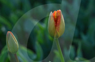 NEWS - Pakistan: Tulpenausstellung in Lahore