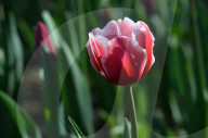 NEWS - Pakistan: Tulpenausstellung in Lahore