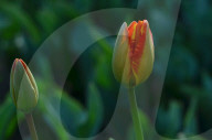 NEWS - Pakistan: Tulpenausstellung in Lahore