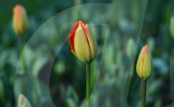 NEWS - Pakistan: Tulpenausstellung in Lahore
