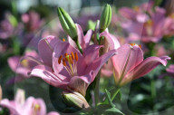 NEWS - Pakistan: Tulpenausstellung in Lahore